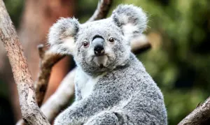 a koala looking at the camera