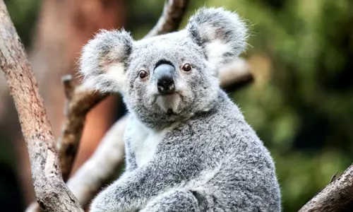 a koala looking at the camera