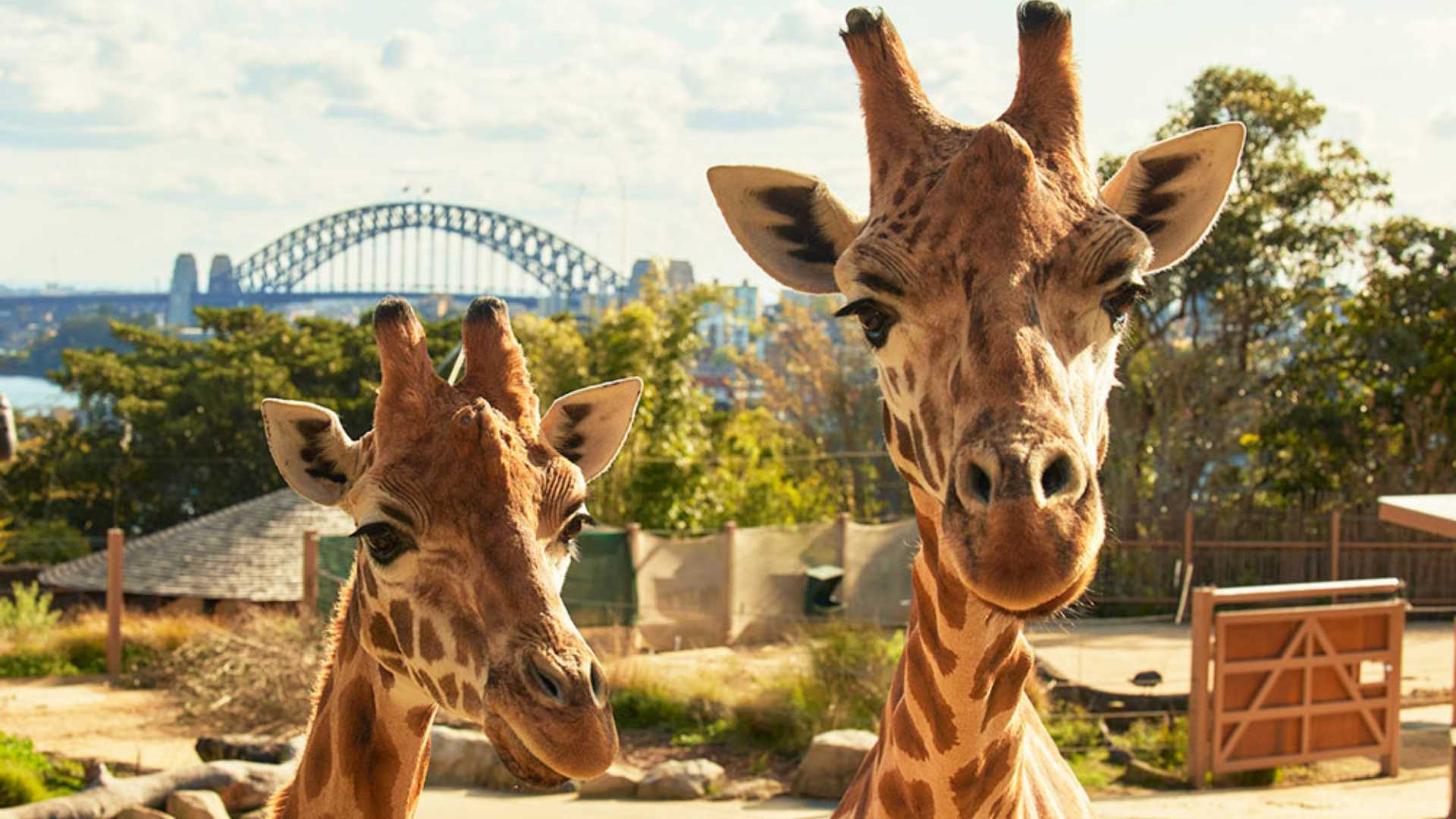 Two giraffes looking at the camera at Taronga zoo with the city in the background