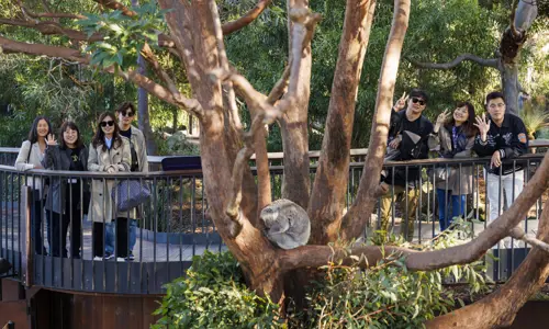 Group of taking photo behind a tree with sleeping koala on the branch