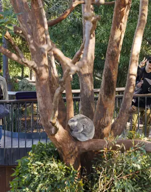 Group of taking photo behind a tree with sleeping koala on the branch