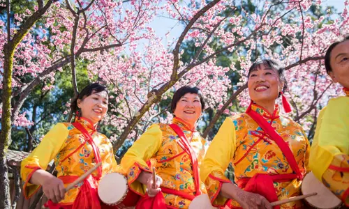 Traditional drummers perform underneath the cherry blossoms